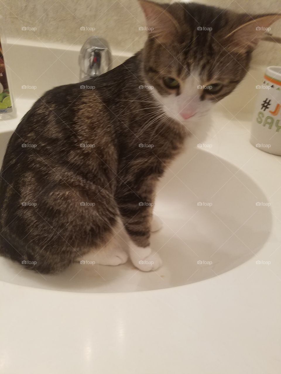 Belle in sink