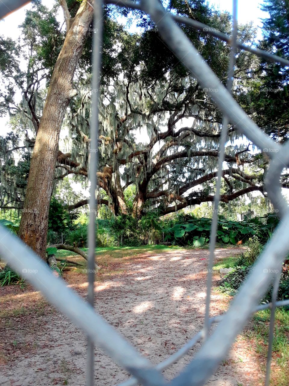 oak tree fenced in