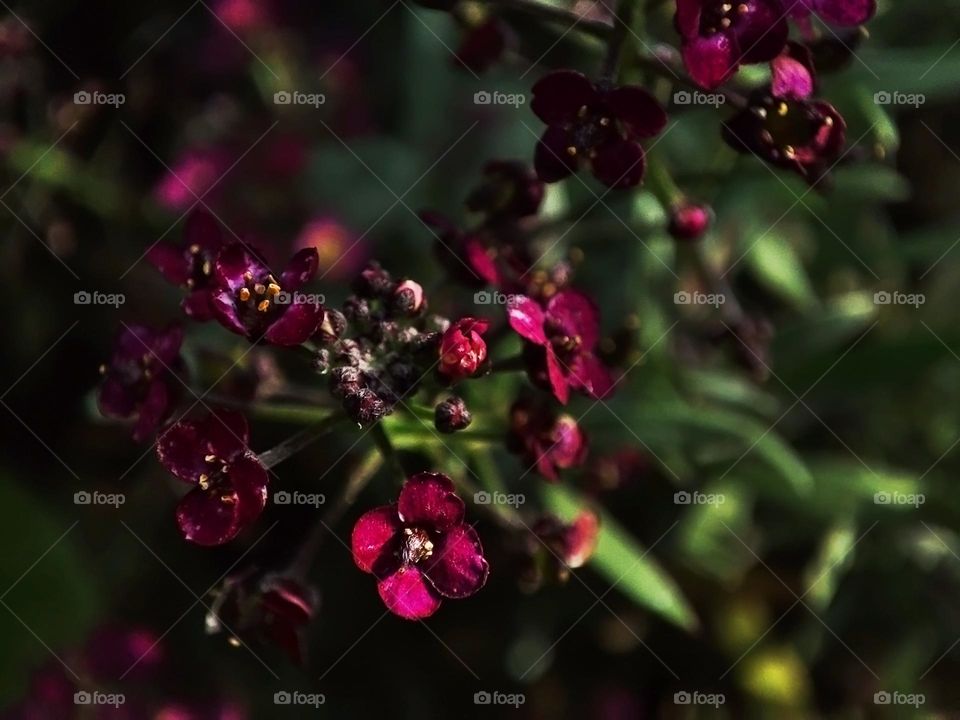 Macro photo of a summer plants