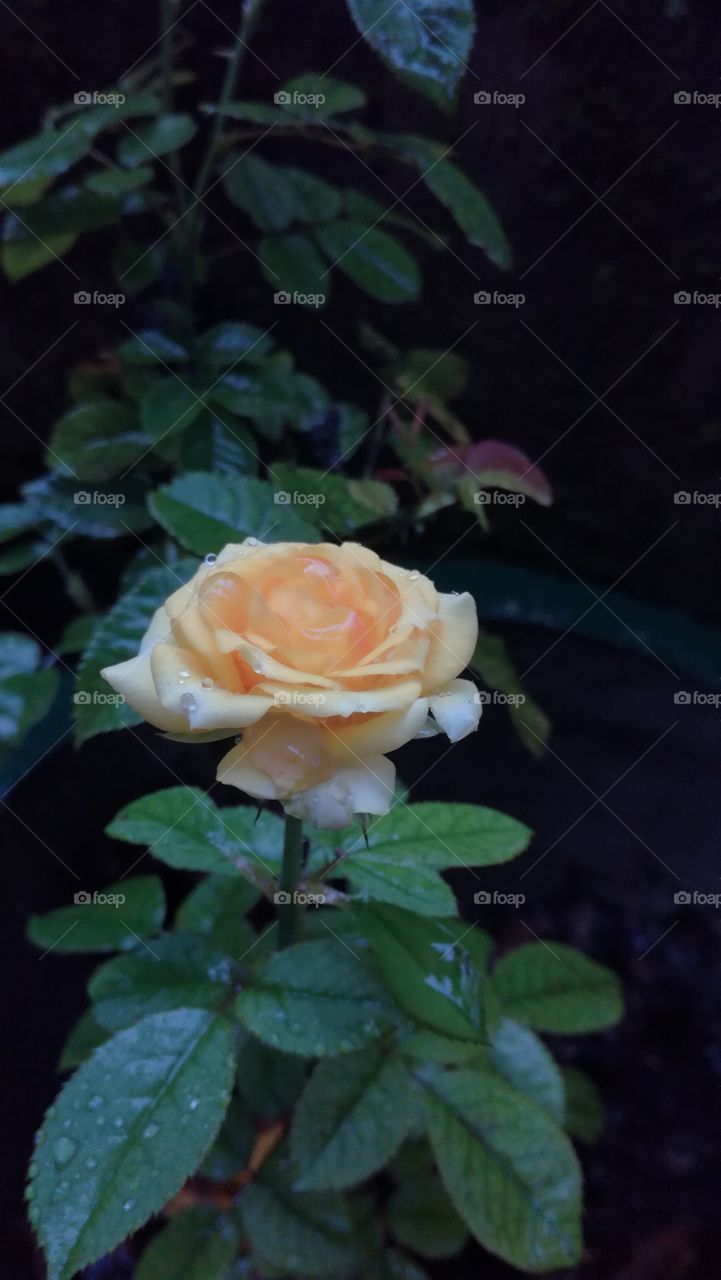 Yellow Rose flower