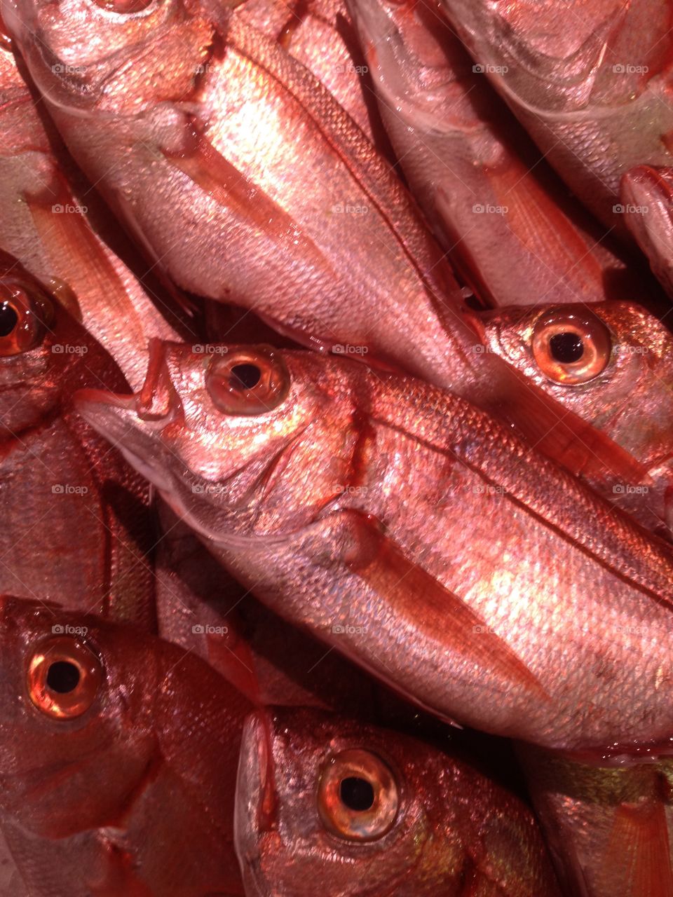 Exposição de cachucho 