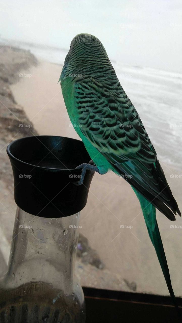 Beautiful multicolor parrot.