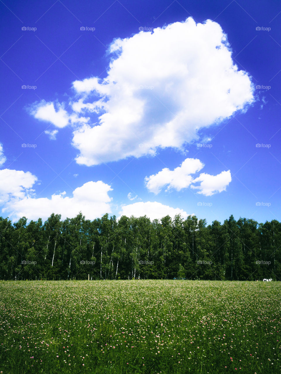 cloud over clover field