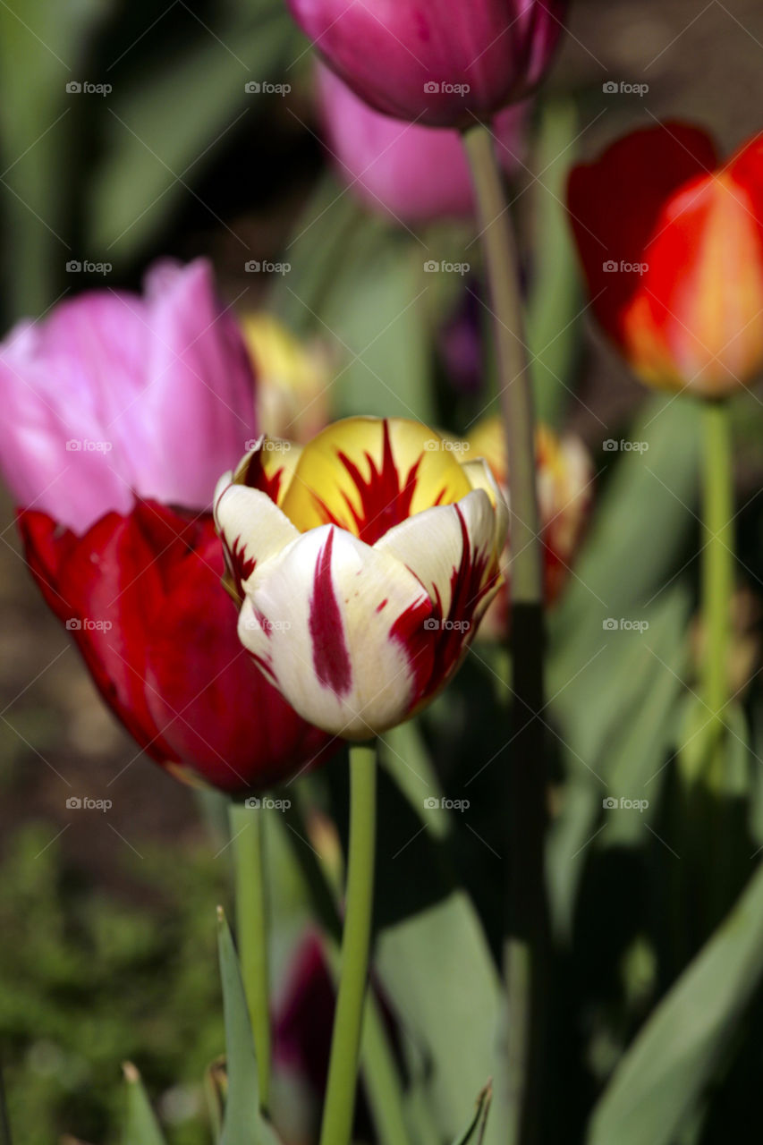 Color tulip