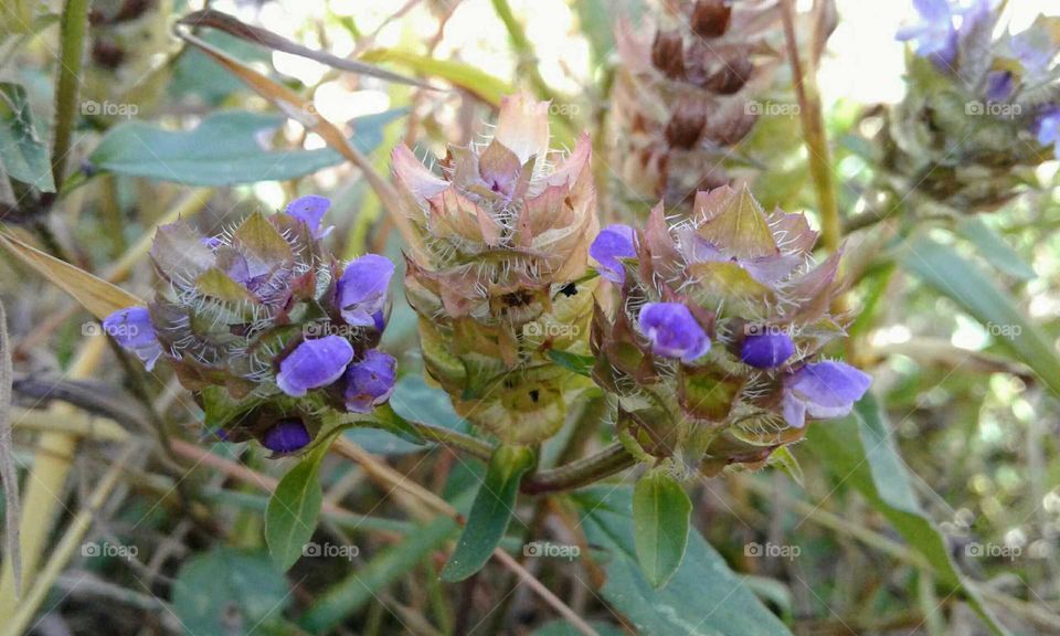 Wildflowers