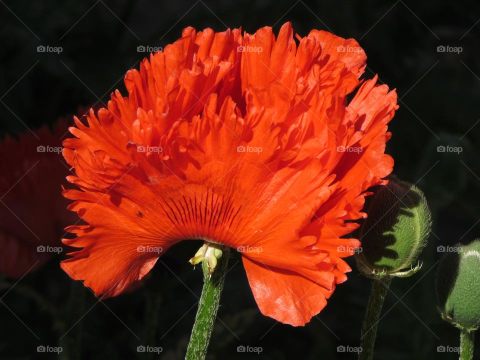 Poppy flower