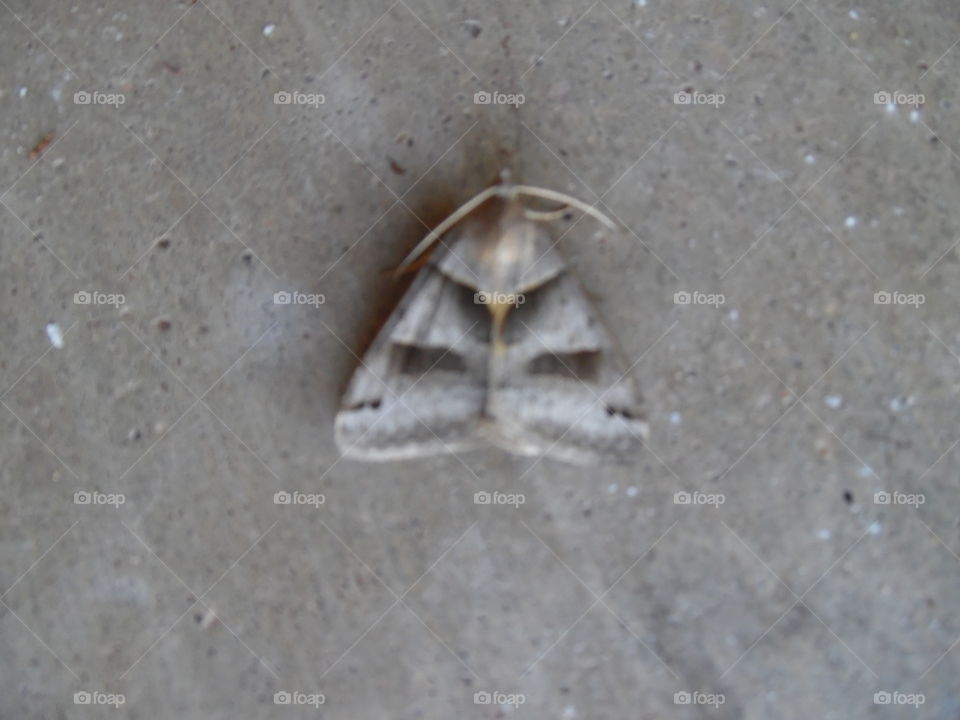 camouflage moth. This is a picture of a moth that is very well blended into the pavement