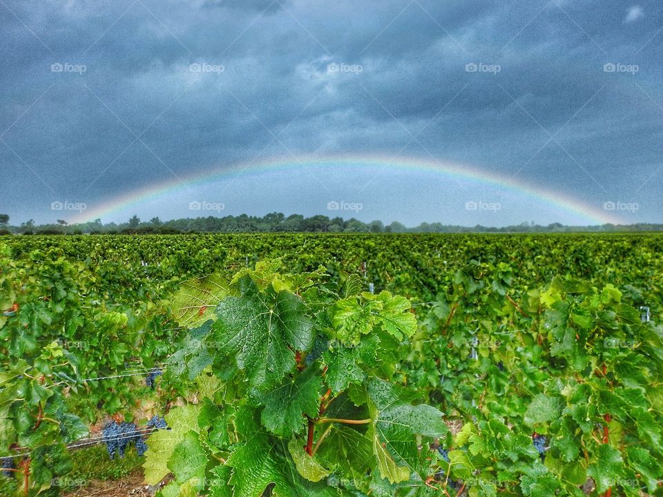 Le vignoble bordelais rainbow