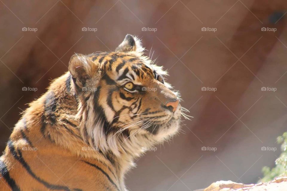 Tiger at Oklahoma City Zoo