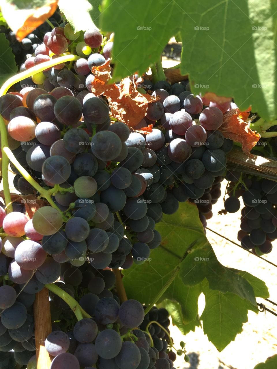 Grapes ripening on the vine 