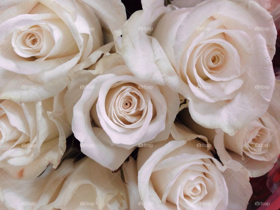 White roses