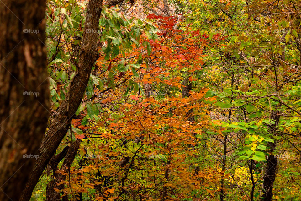 orange and red leafs