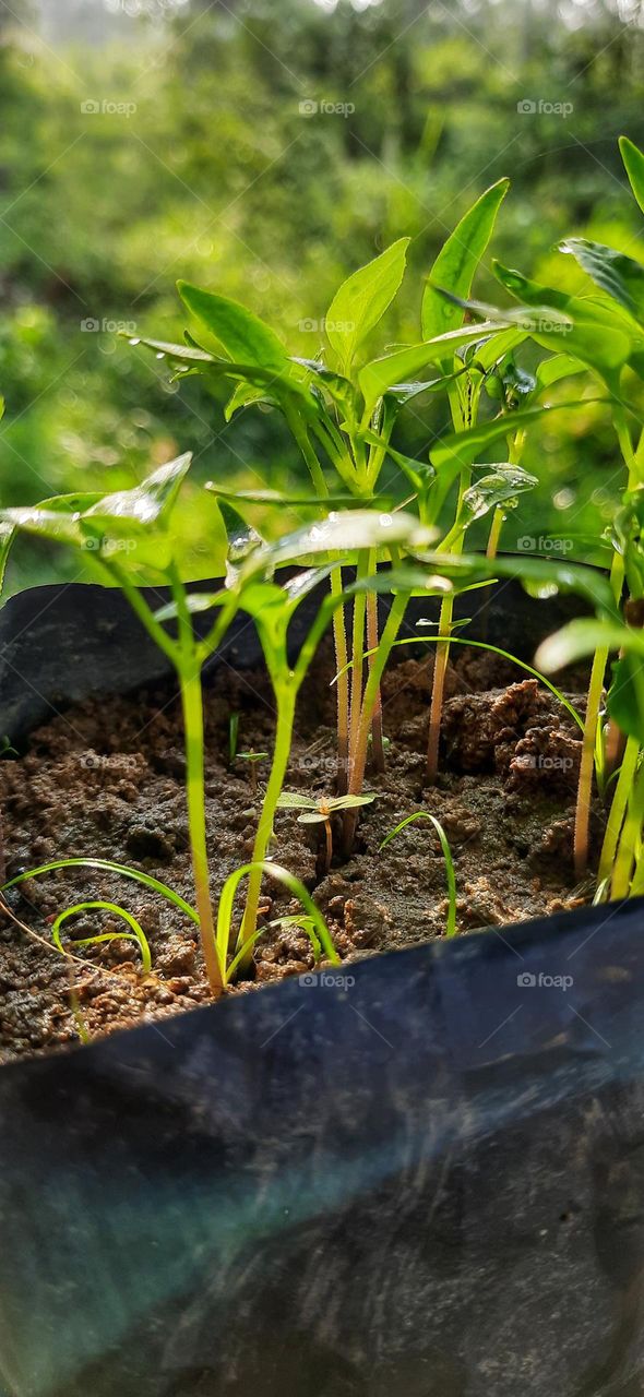 Small chilli plant nursery photo taken by in the morning
