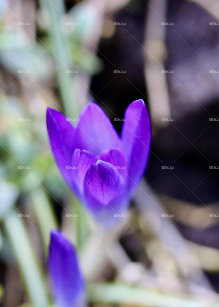 Crocus