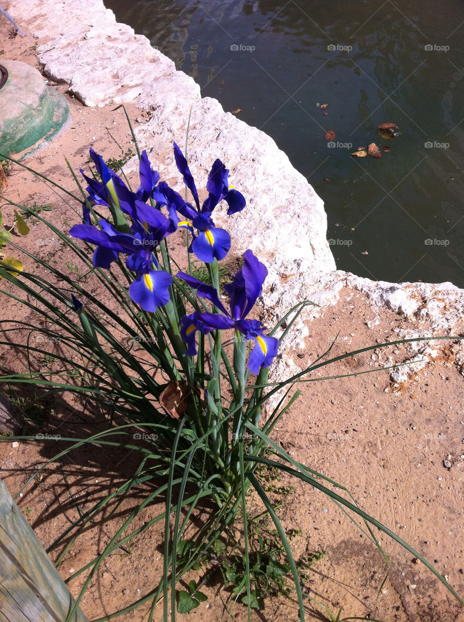 flower water park iris by litlit
