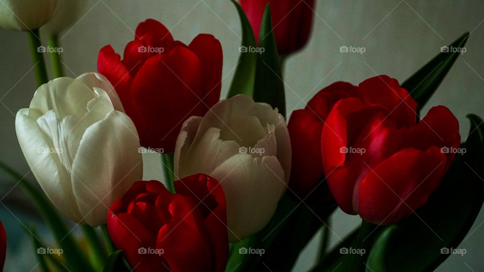 Tulips