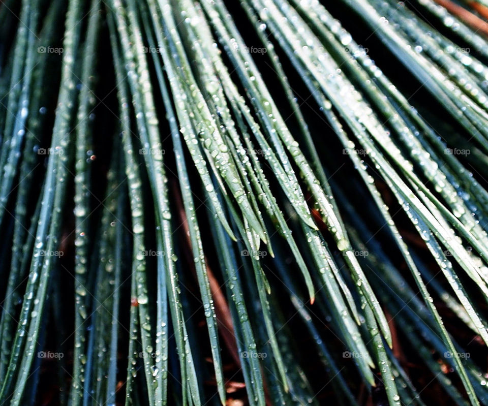 green nature macro closeup by hddatmyers