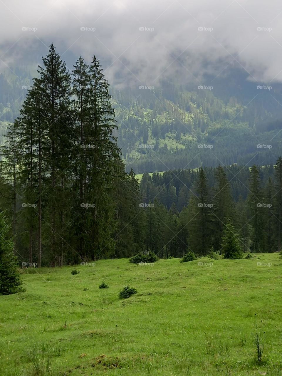 Fog Moving in Alps of Bavaria