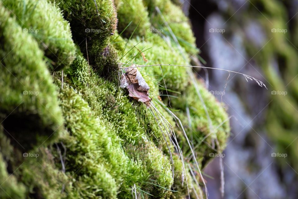 Dry leaf on moss