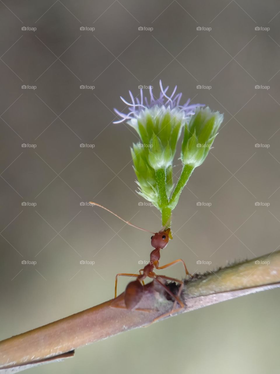 An ant and a flower.