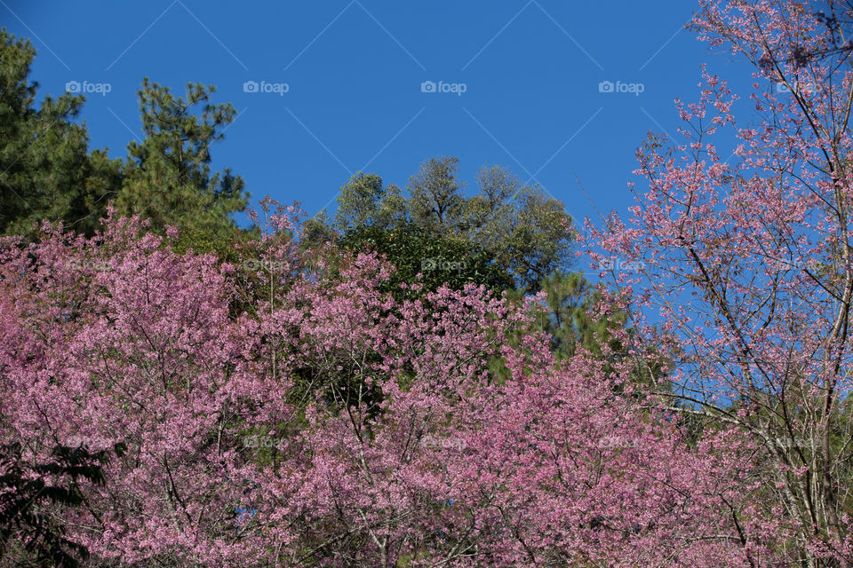 Sakura flower in Thailand 