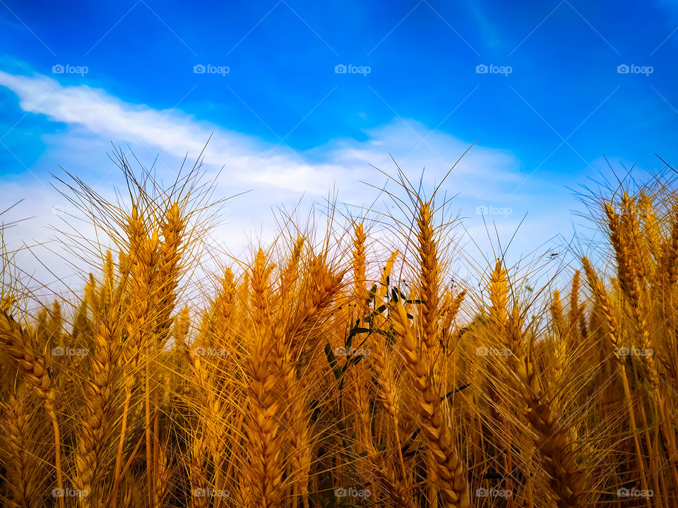 backdrop of ripening ears of yellow wheat field on the sunset cloudy orange sky background. Copy space of the setting sun rays on horizon in rural meadow Close up nature photo Idea of a rich harvest
