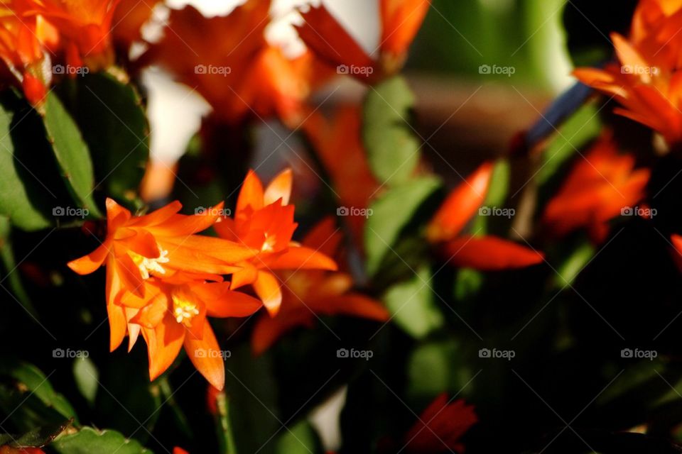 Christmas cactus 