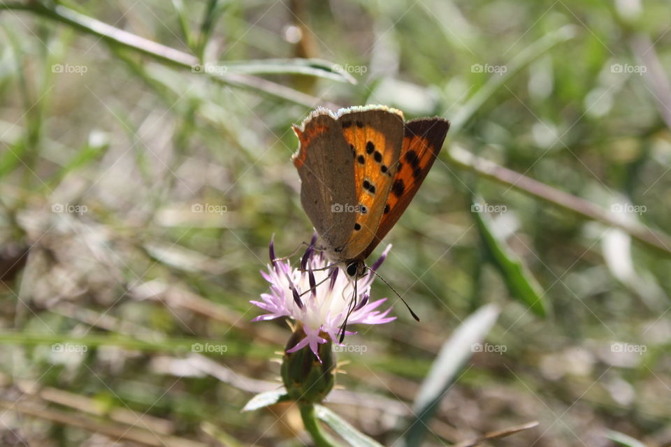 It is a butterfly perched on a lilac and white flower. Other types of plants appear in the background.