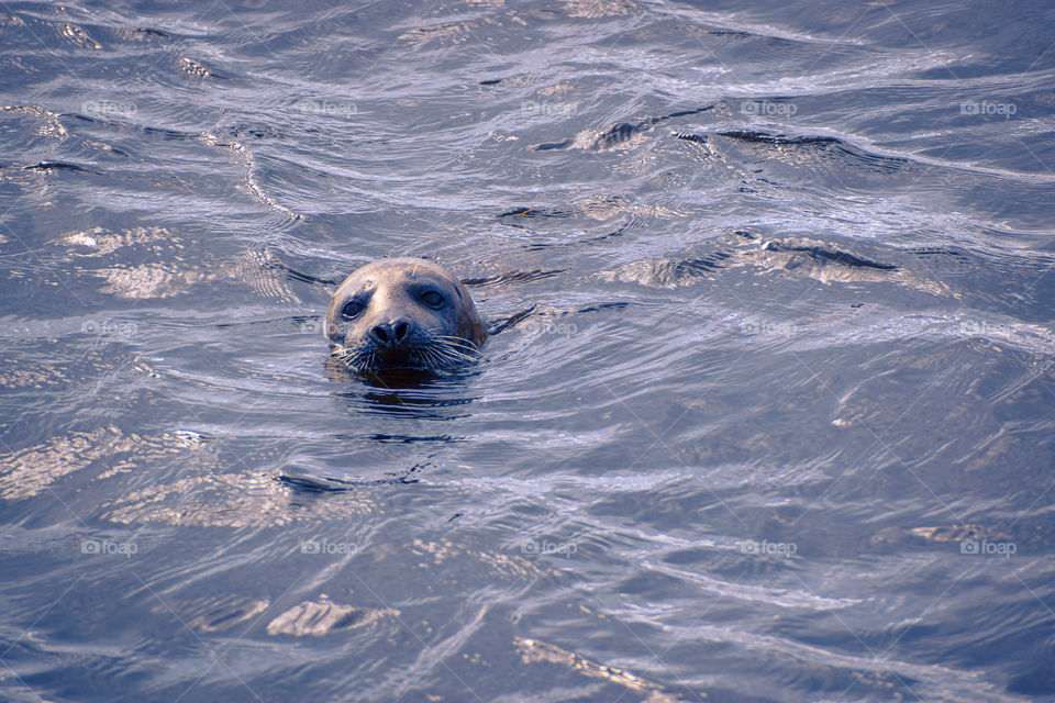 Atlantic seal