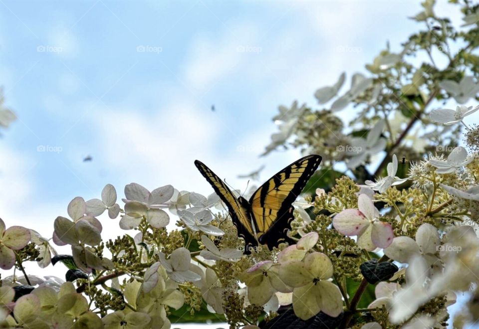 Tiger Swallowtail Butterfly on