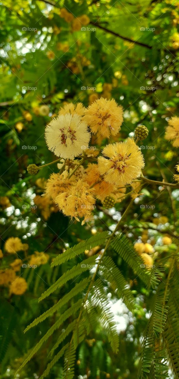 flores de un árbol hermoso