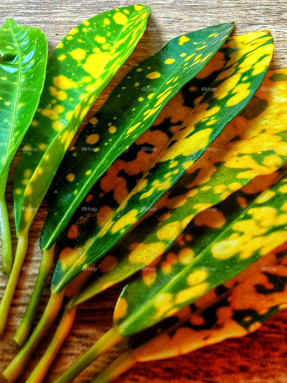 leaves of different colors from the same plant form a beautiful composition