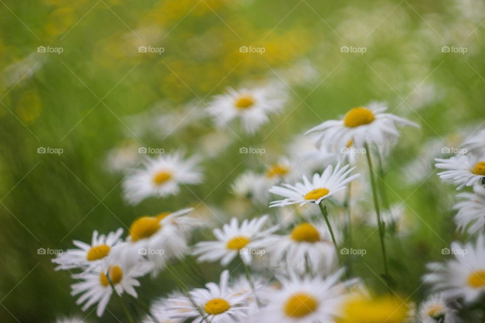 Beatiful daisies 