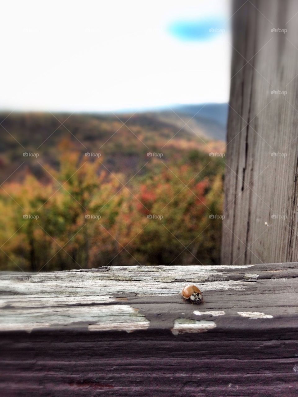 Lady bug on rail over mountains 