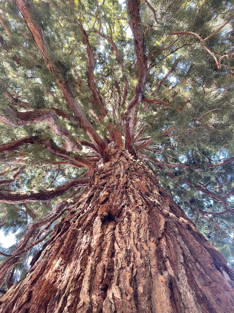 secular Lebanese cedar tree taken from the bottom up