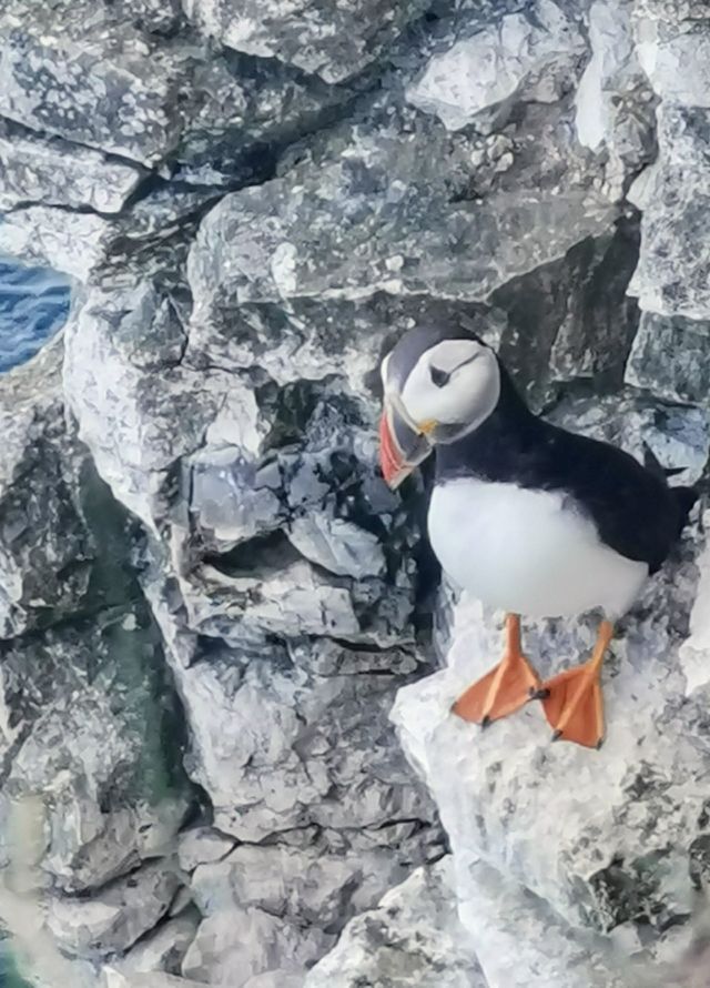 Puffin