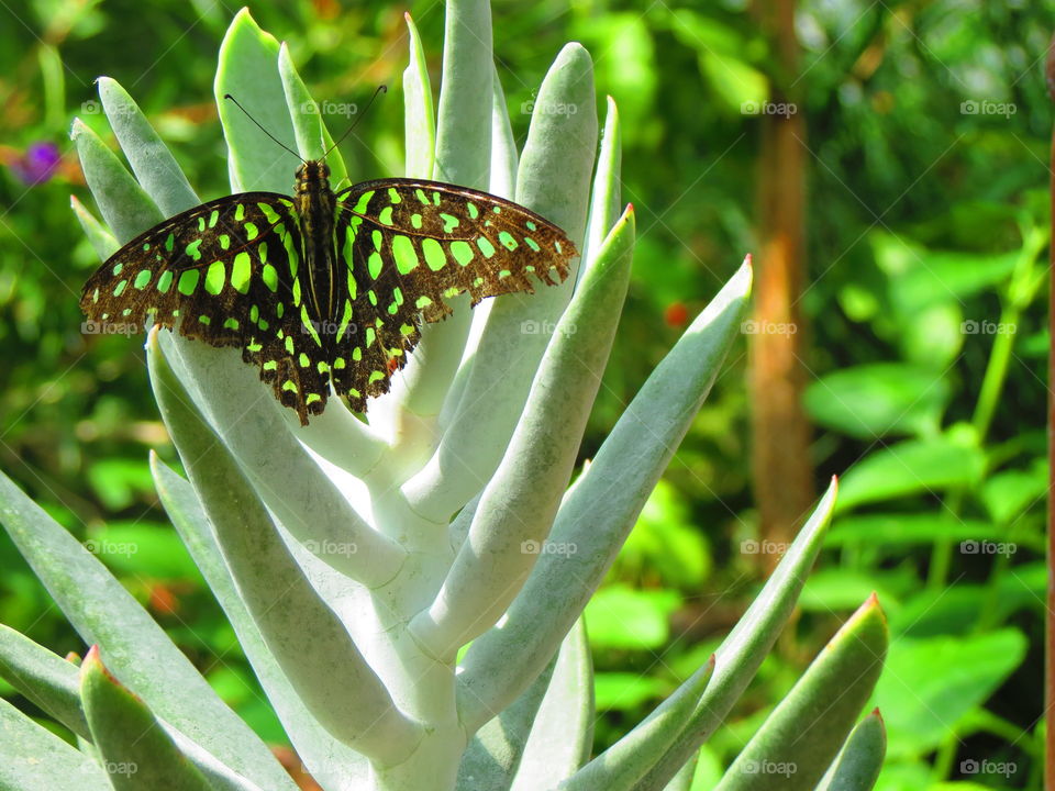 Butterfly in a garden background.