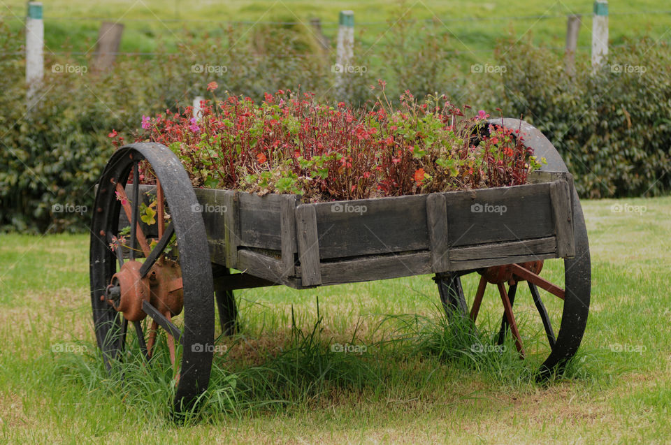 Wagon wheels flowering plants
