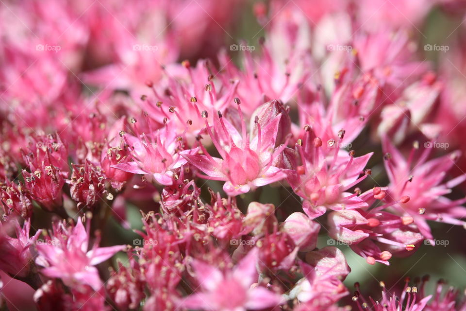 Flower close-up