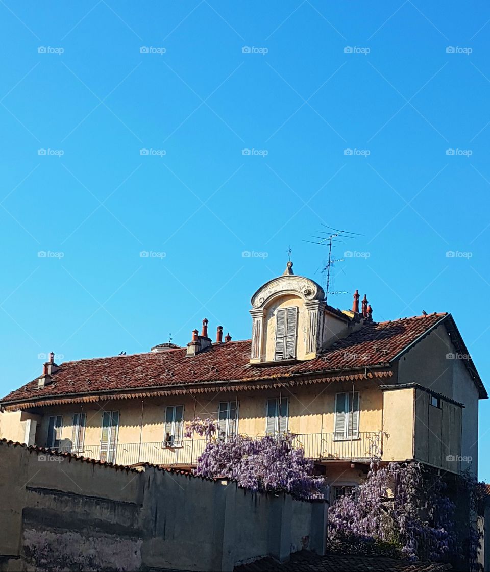 Old italian house with blooming wisteria plant