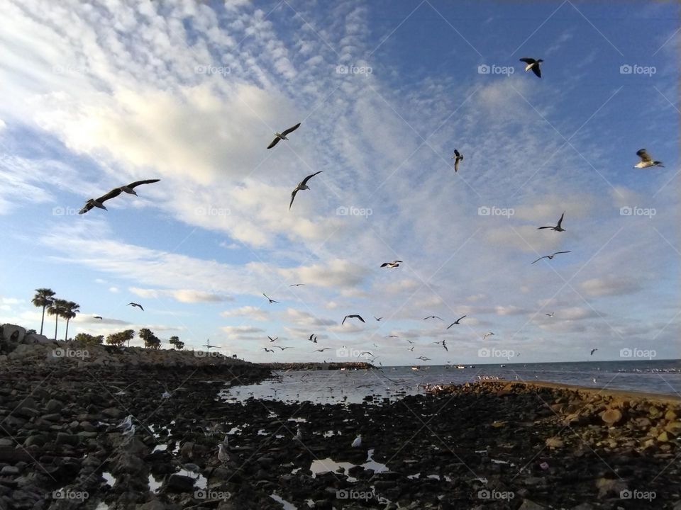 Seagulls and sea