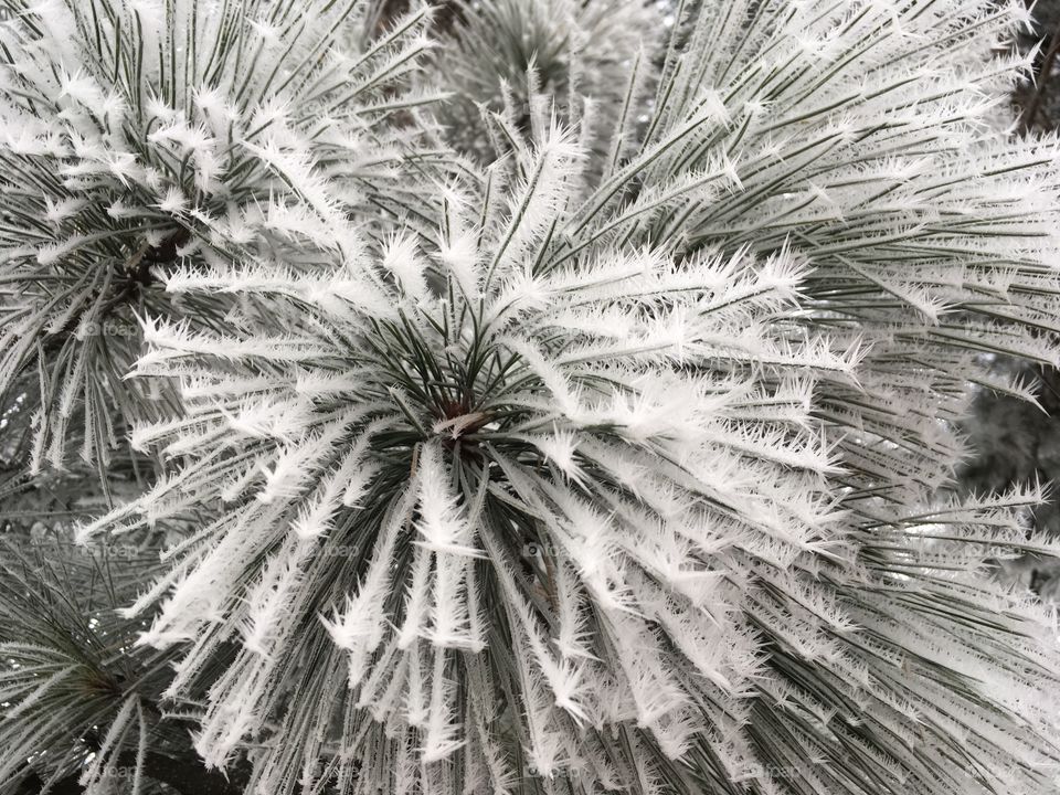 Frozen pine tree 