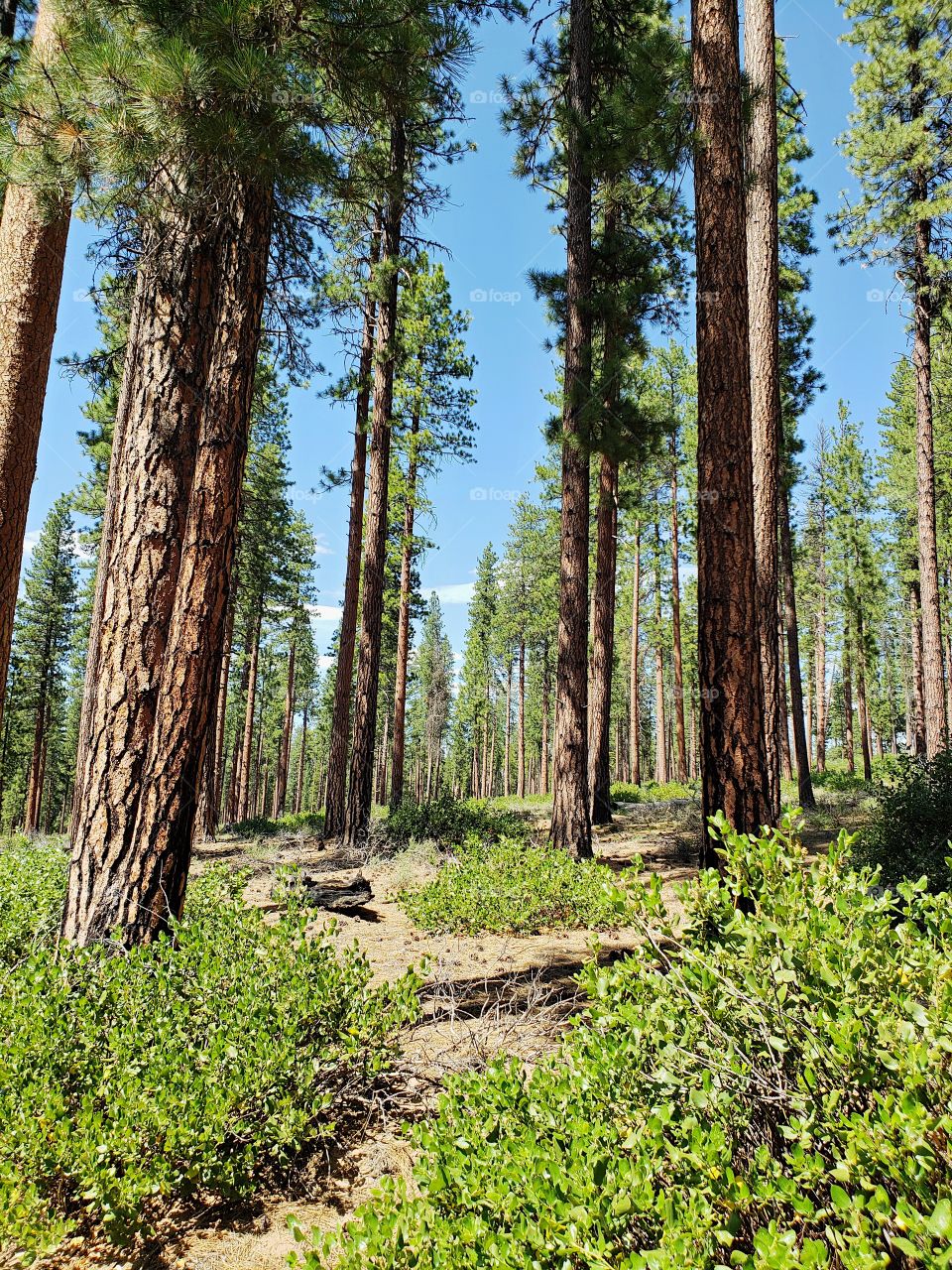 Incredible towering ponderosa pine trees above green manzanita bushes in the Deschutes National Forest in Central Oregon on beautiful sunny summer day.