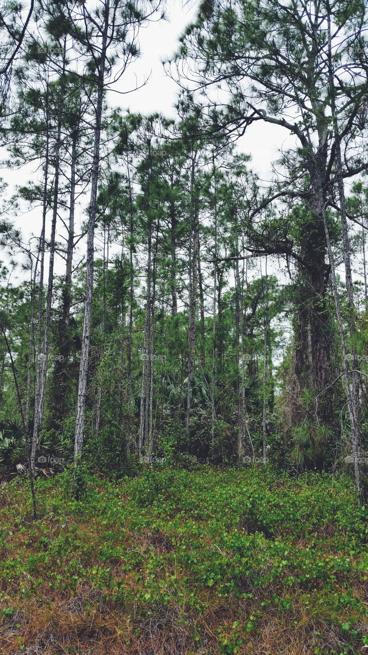 Long & Lanky Woods