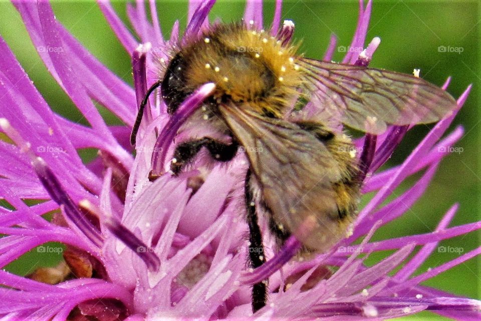 Pollinating