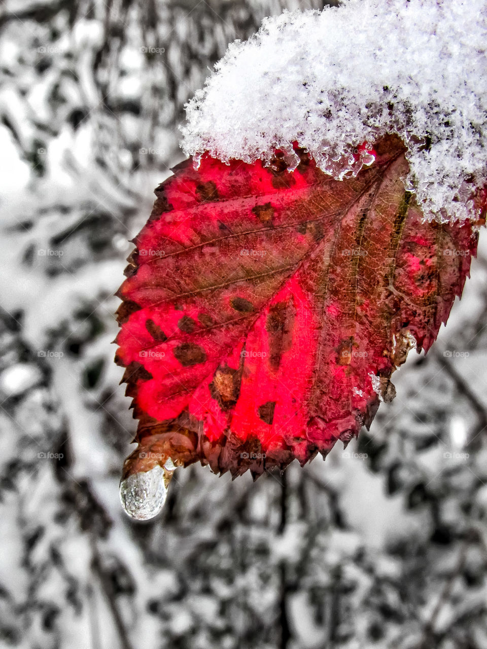 black and white with color