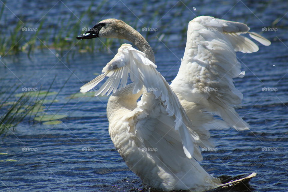 Swan wings