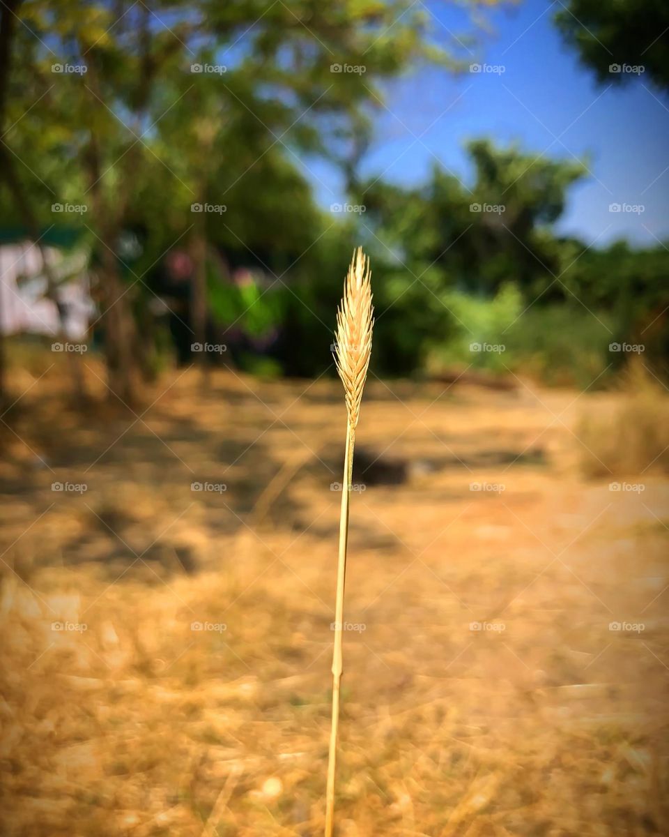 Macro spike 🌾

#place #nopeople #ear #spike #tranquility #admiralo #nature #macro