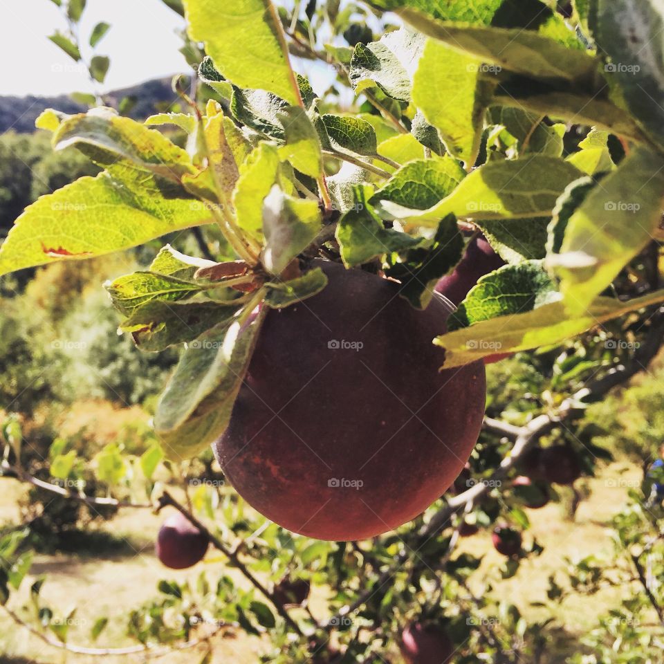 Arkansas Black Apple on Tree