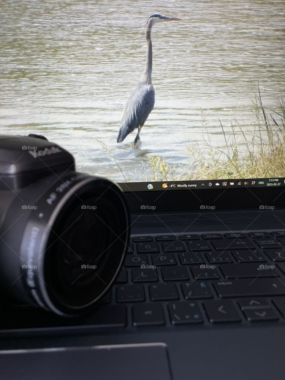 More focus on my bird walking along the river edge photo, on the screen of my HP laptop, taken with my Kodak camera sitting in front of said screen, for this Foaper mission